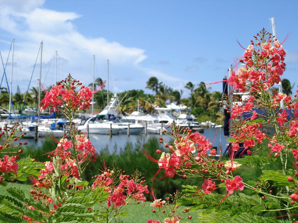 Tamarind Reef Resort Spa & Marina Christiansted Exteriör bild